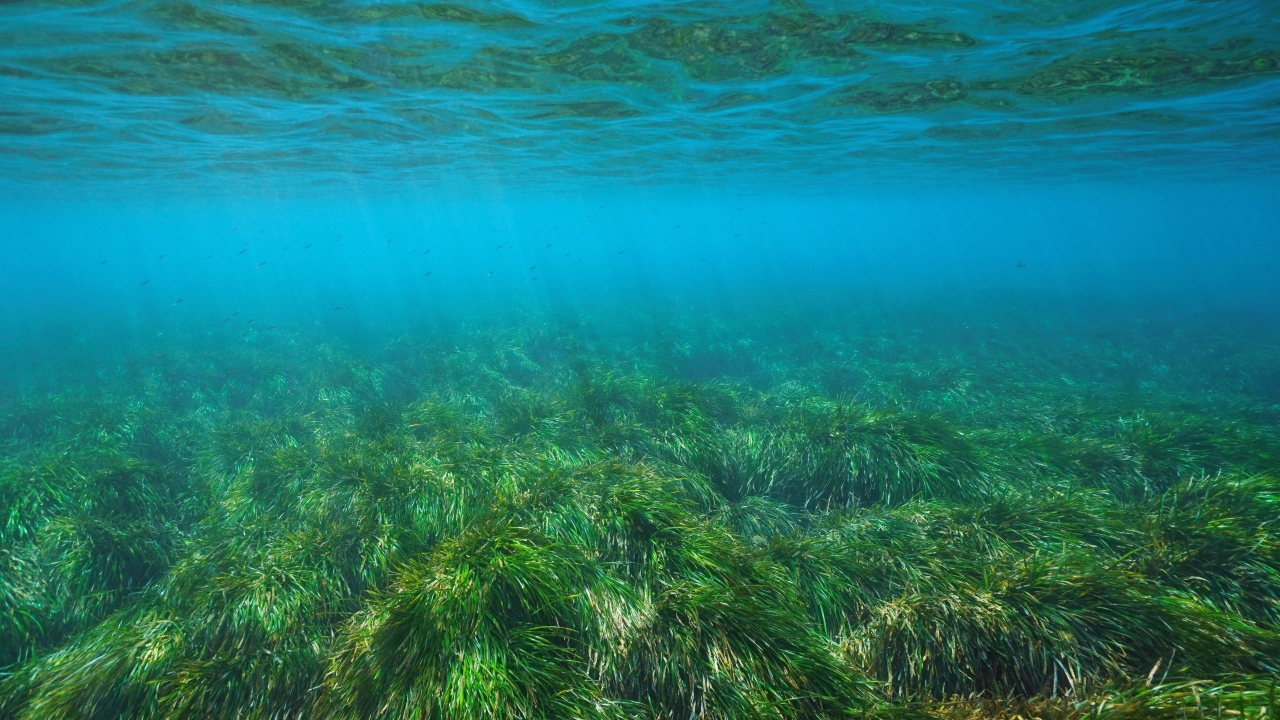 World Seagrass Day (Seagrass underwater)